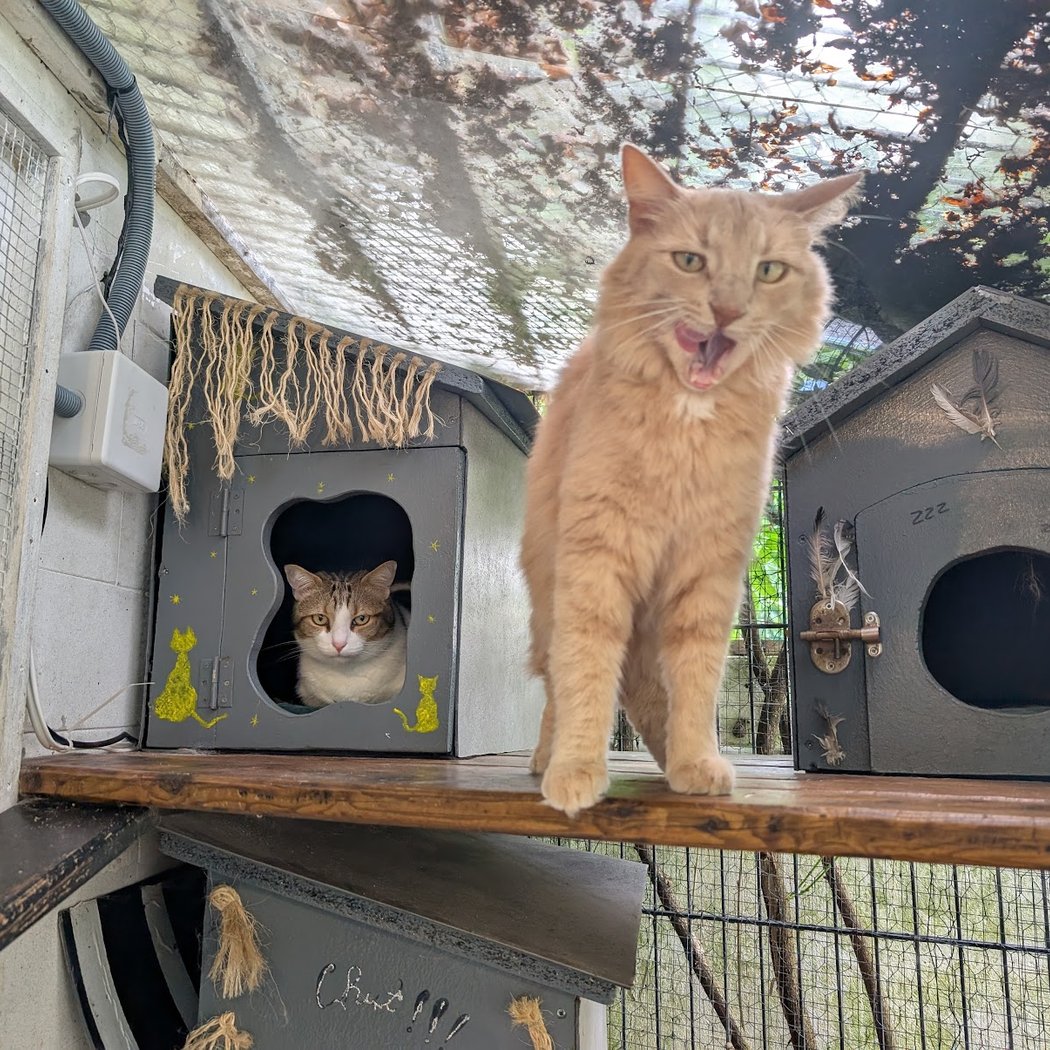 Vos 4 Pattes Entre Mes 2 Mains 1